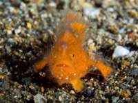 frogfish12-striated