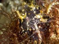 frogfish13-warty