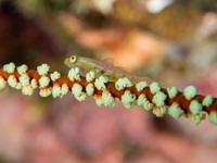 wire_coral_goby