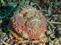 reef_stonefish1