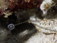 ringed_pipefish