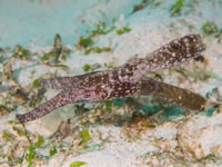robust_ghost_pipefish2