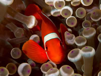 anemonefish2-spinecheek