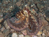 algae_octopus2