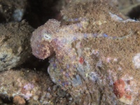 blue-ringed_octopus2