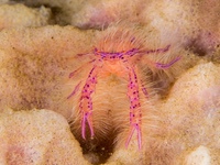 hairy_squat_lobster1