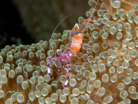 yellow-spotted_anemone_shrimp1