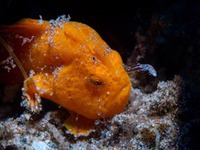 frogfish9-painted