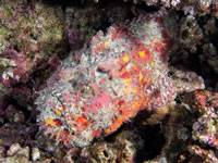 reef_stonefish
