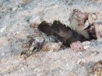 banded_shrimpgoby