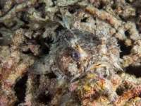 banded_toadfish