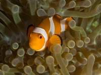false_clown_anemonefish1