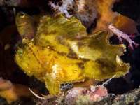 leaf_scorpionfish