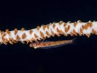 whip_coral_goby