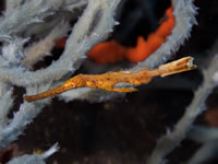 robust_ghost_pipefish