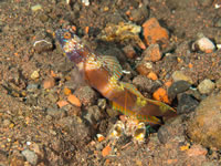 wide-barred_shrimpgoby2