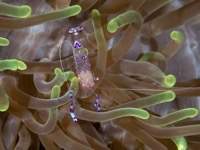 anemone_shrimp1