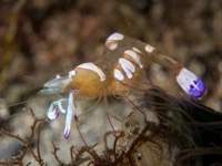 anemone_shrimp2