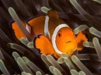 false_clown_anemonefish