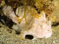 frogfish1-striated