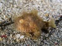frogfish11-striated