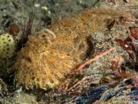 frogfish6-striated