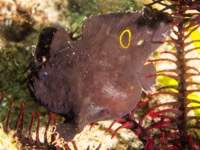 frogfish7-ocellated