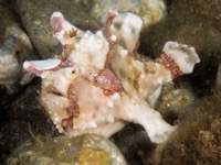 frogfish8-warty