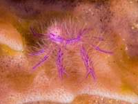 hairy_squat_lobster2