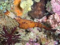 robust_ghost_pipefish1