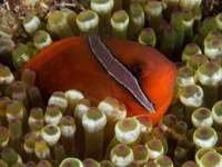 tomato_anemonefish