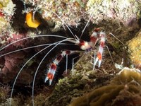 banded_coral_shrimp