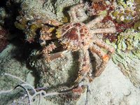 channel_clinging_crab