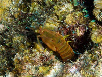 mantis_shrimp2