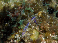 pederson_cleaner_shrimp