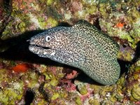 spotted_moray