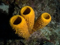 tube_sponges