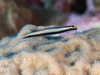 cleaning_goby
