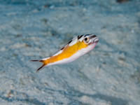 tobaccofish