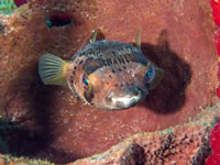 balloonfish1