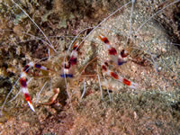 banded_coral_shrimp1