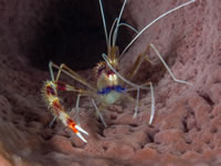 banded_coral_shrimp2