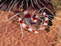 banded_coral_shrimp3