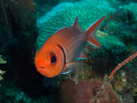 blackbar_soldierfish