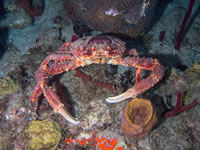 channel_clinging_crab