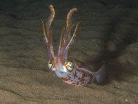 reef_squid
