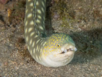 sharptail_eel