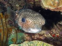 spotted_burrfish