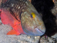 stoplight_parrotfish