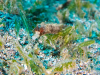 whitenose_pipefish